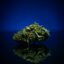 CBD SELASSIE