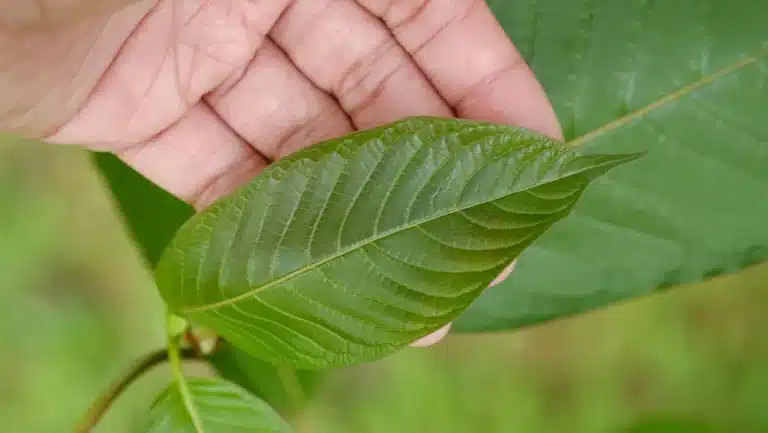 Sklizen listu kratomu.jpg